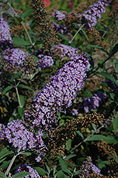 Butterfly Heaven Butterfly Bush (Buddleia davidii 'Butterfly Heaven') at Lakeshore Garden Centres