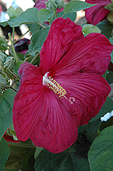Bordeaux Hibiscus (Hibiscus moscheutos 'Bordeaux') at Lakeshore Garden Centres