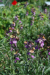 Jenny Brook Wallflower (Erysimum 'Jenny Brook') at Lakeshore Garden Centres