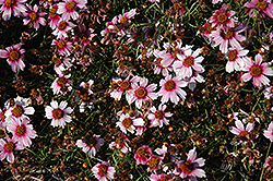 Limerock Dream Tickseed (Coreopsis 'Limerock Dream') at Lakeshore Garden Centres