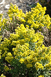Goldrush Goldenrod (Solidago cutleri 'Goldrush') at Lakeshore Garden Centres