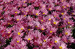 Pink Daisy Chrysanthemum (Chrysanthemum 'Pink Daisy') at Lakeshore Garden Centres