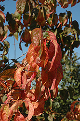 Eastern Wahoo (Euonymus atropurpureus) at Lakeshore Garden Centres