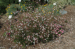 Snowstorm Gaura (Gaura lindheimeri 'Snowstorm') at Lakeshore Garden Centres