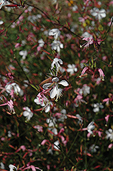 Snowstorm Gaura (Gaura lindheimeri 'Snowstorm') at Lakeshore Garden Centres