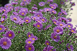 Believer Aster (Symphyotrichum 'Yobeliever') at Lakeshore Garden Centres