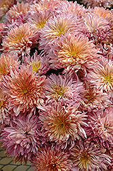 Rose Blush Chrysanthemum (Chrysanthemum 'Rose Blush') at Lakeshore Garden Centres