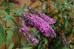 Summer Rose Butterfly Bush (Buddleia davidii 'Summer Rose') at Lakeshore Garden Centres
