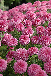 Symphony Chrysanthemum (Chrysanthemum 'Symphony') at Lakeshore Garden Centres
