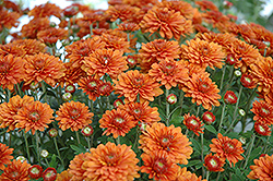 Hannah Chrysanthemum (Chrysanthemum 'Hannah') at Lakeshore Garden Centres