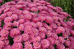Barbie Chrysanthemum (Chrysanthemum 'Barbie') at Lakeshore Garden Centres