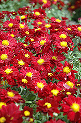 Bonnie Chrysanthemum (Chrysanthemum 'Bonnie') at Lakeshore Garden Centres