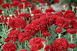 Helen Chrysanthemum (Chrysanthemum 'Helen') at Lakeshore Garden Centres