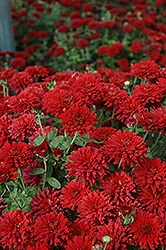Bravo Chrysanthemum (Chrysanthemum 'Bravo') at Lakeshore Garden Centres