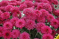 Beth Chrysanthemum (Chrysanthemum 'Beth') at Lakeshore Garden Centres