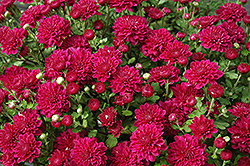 Darlene Chrysanthemum (Chrysanthemum 'Darlene') at Lakeshore Garden Centres