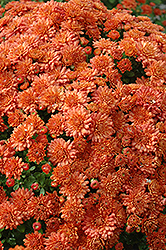 Festive Ursula Chrysanthemum (Chrysanthemum 'Festive Ursula') at Lakeshore Garden Centres