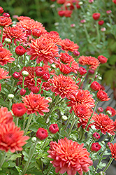 Fiona Chrysanthemum (Chrysanthemum 'Fiona') at Lakeshore Garden Centres
