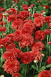 Fiery Barbara Chrysanthemum (Chrysanthemum 'Fiery Barbara') at Lakeshore Garden Centres
