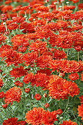 Flashy Gretchen Chrysanthemum (Chrysanthemum 'Flashy Gretchen') at Lakeshore Garden Centres