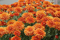 Gretchen Chrysanthemum (Chrysanthemum 'Gretchen') at Lakeshore Garden Centres