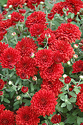 Tabitha Chrysanthemum (Chrysanthemum 'Tabitha') at Lakeshore Garden Centres
