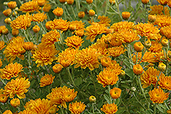 Vicki Chrysanthemum (Chrysanthemum 'Vicki') at Lakeshore Garden Centres