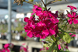 Red Magic Garden Phlox (Phlox paniculata 'Red Magic') at Lakeshore Garden Centres