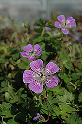 Sweet Heidi Cranesbill (Geranium 'Sweet Heidi') at Lakeshore Garden Centres