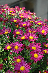 Priscilla Chrysanthemum (Chrysanthemum 'Priscilla') at Lakeshore Garden Centres