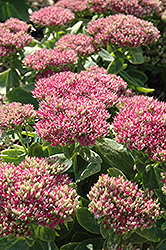 Hot Stuff Stonecrop (Sedum spectabile 'Hot Stuff') at Lakeshore Garden Centres