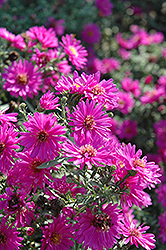 Alert Aster (Symphyotrichum novi-belgii 'Alert') at Lakeshore Garden Centres
