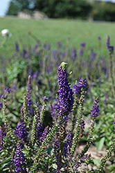 Total Eclipse Dwarf Speedwell (Veronica 'Total Eclipse') at Lakeshore Garden Centres