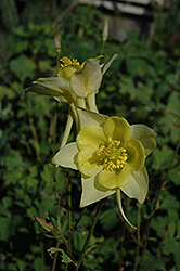 Swan Yellow Columbine (Aquilegia 'Swan Yellow') at Lakeshore Garden Centres