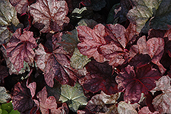 Beaujolais Hairy Alumroot (Heuchera villosa 'Beaujolais') at Lakeshore Garden Centres