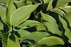 American Icon Hosta (Hosta 'American Icon') at Lakeshore Garden Centres