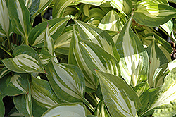 Peanut Hosta (Hosta 'Peanut') at Lakeshore Garden Centres