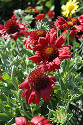 Sunburst Burgundy Blanket Flower (Gaillardia x grandiflora 'Sunburst Burgundy') at Lakeshore Garden Centres
