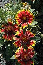 Bijou Blanket Flower (Gaillardia x grandiflora 'Bijou') at Lakeshore Garden Centres