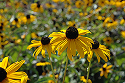Pot Of Gold Coneflower (Rudbeckia fulgida 'Pot Of Gold') at Lakeshore Garden Centres