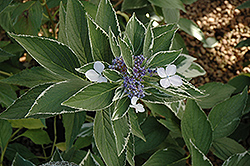 Light-O-Day Hydrangea (Hydrangea macrophylla 'Bailday') at Lakeshore Garden Centres