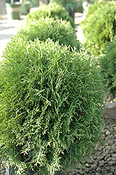 Pygmy Globe Arborvitae (Thuja occidentalis 'Pygmy Globe') at Lakeshore Garden Centres