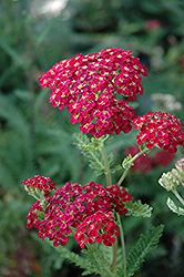 Angelique Yarrow (Achillea millefolium 'Angelique') at Lakeshore Garden Centres