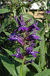 Grape Knee-Hi Lobelia (Lobelia 'Grape Knee-Hi') at Lakeshore Garden Centres