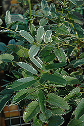 Dali Marble Burnet (Sanguisorba menziesii 'Dali Marble') at Lakeshore Garden Centres