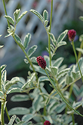 Dali Marble Burnet (Sanguisorba menziesii 'Dali Marble') at Lakeshore Garden Centres
