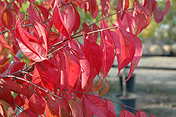 Prairie Radiance Winterberry Euonymus (Euonymus bungeanus 'Verona') at Lakeshore Garden Centres