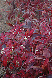 Muskingum Gray Dogwood (Cornus racemosa 'Muszam') at Lakeshore Garden Centres