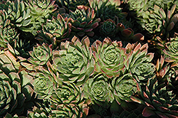 Carmen Hens And Chicks (Sempervivum 'Carmen') at Green Thumb Garden Centre