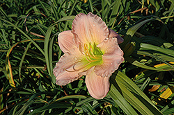 Dallas Star Daylily (Hemerocallis 'Dallas Star') at Lakeshore Garden Centres
